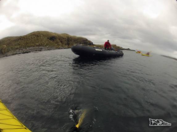 O Dave nos acompanha de perto com o zodiac enquanto remamos nossos caiaques em Prion Island, na Geórgia do Sul